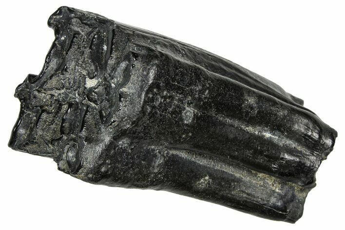 Pleistocene Aged Fossil Horse Tooth - South Carolina #374123